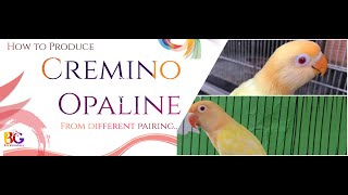 How to Produce Cremino Opaline  from Different Pairing  Cremino  parblue  Green opaline [upl. by Him93]