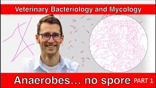 Nonspore Forming Anaerobes Part 1  Veterinary Bacteriology and Mycology [upl. by Chlo]