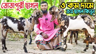 তোতাপুরী ছাগল। কম দামে ক্রস তোতাপুরী হরিয়ানা বিটল শিরহী ছাগল কিনুন। Goat Farming [upl. by Ayikat]