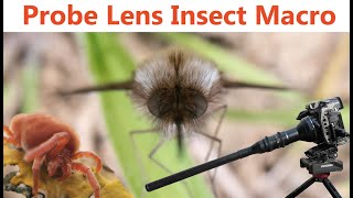 Macro insect footage with the Probe Lens [upl. by Deedahs94]