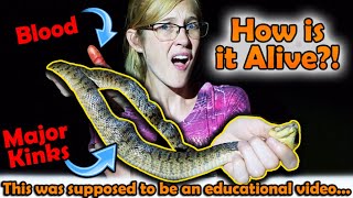 This Started as an Educational Video but then we Found this Poor Watersnake [upl. by Alliuqal344]