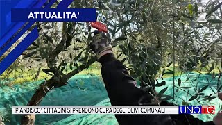 Castelfranco Piandiscò cittadini si prendono cura degli olivi comunali [upl. by Alaik]