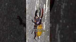 The Mighty Hercules Beetle [upl. by Wurtz812]