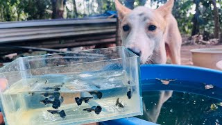 Selecting purple dumbo ear guppies for breeding [upl. by Gaeta]