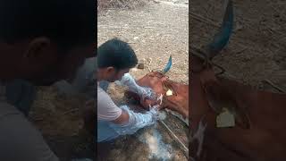 Actinomycosis Jumpy jaw in cow [upl. by Bondy]