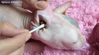 Mother Sphynx cat ear cleaning after birth  Sphynx Kittens [upl. by Eihtur801]