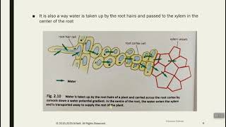 Water uptake by plants [upl. by Weissmann]