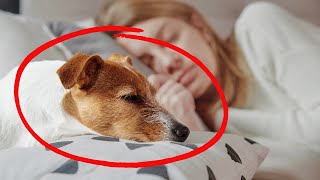 SHOCKING Why Does Your Dog Sleep with You What Your Dogs Sleep Spot Reveals About Your Connection [upl. by Noelc667]