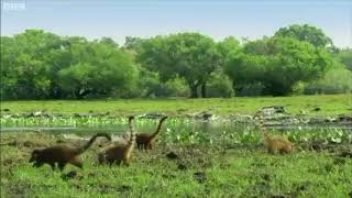 Coatis in Reverse with Jurassic Park Theme [upl. by Kristel444]