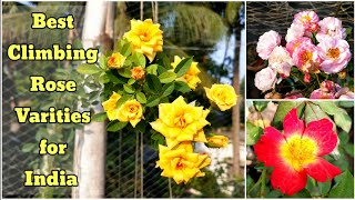 Best Climbing Rose Varities To Grow in India  How To Grow Climbing Rose in a Pot [upl. by Wavell]