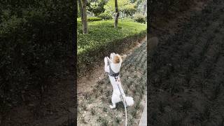 Fanatical birdchasing enthusiasts futurelink dog funny shorts [upl. by Nelg]