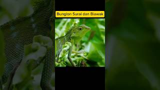 Bunglon Surai dan Biawak  Bronchocela jubata [upl. by Viva]