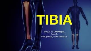 Tibia anatomía humana [upl. by Enimrac906]