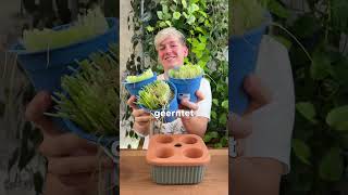 IKEA Selbstbewässerungstöpfe aus der DAKSJUS Garten Kollektion ikea shorts plants haul [upl. by Nednarb]