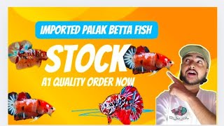 Super Plakat Betta Fish stock available onWELUVPET [upl. by Goodhen43]