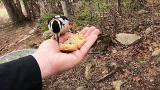 Mr Hairy Woodpecker April062021 [upl. by Nevaeh]