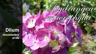 Mophead hydrangea Hydrangea macrophylla  part 3 [upl. by Wolfson]