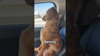 This dog gave the silent treatment until he heard his favorite word leahmstockton [upl. by Akila]