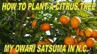 How To Plant A Citrus Tree Grow Cold Hardy Citrus In Northern Climates [upl. by Dachy339]