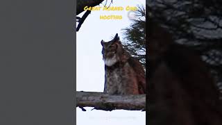 Great horned owl hooting [upl. by Acila125]