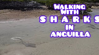 Walking Amongst Sharks in Anguilla Iamstephon [upl. by Eerac]