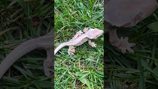 Best Crested Gecko Terrarium Ultimate Guide To Building A Bioactive Enclosure [upl. by Virge]