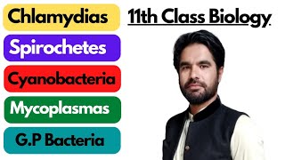 Chlamydias Spirochetes Cyanobacteria Gram positive bacteria Mycoplasmas in pashto [upl. by Ursuline]