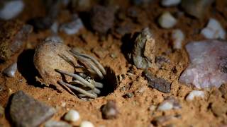 Dont leave it open  Australian trapdoor spider [upl. by Rolyab]