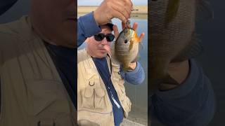 California Aqueduct Blue Gill fishing  pesca en California Acueducto fishingboyzoutlawz [upl. by Lyons]