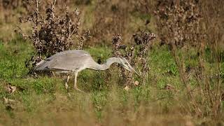 Garza real ardea cinerea alimentándose de saltamontes 11112024 [upl. by Rois]