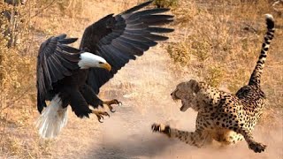 The Most Amazing Eagle Attacks Ever Caught on Camera [upl. by Lubow629]