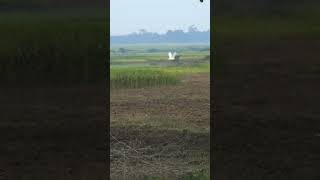 Storks are collecting worms from freshly ploughed field winteriscoming [upl. by Namhar]