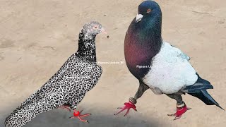 10 Most Beautiful Fancy Pigeons Collection  Indian Pigeon Breeds  World Unique Amazing Pigeon Farm [upl. by Tenaj]