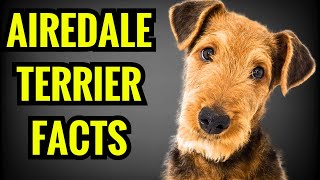 13 Amazing Facts About Airedale Terriers [upl. by Ultima]