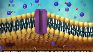 Membrane Transport in Cells Symport Antiport Cotransport 3D Animation [upl. by Yeltihw111]