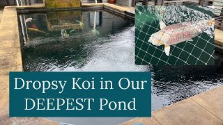 Dropsy Koi in Our DEEPEST Pond [upl. by Ezekiel]