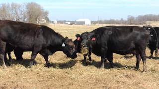 BF Cattle Co Balancer Cows [upl. by Ailido652]