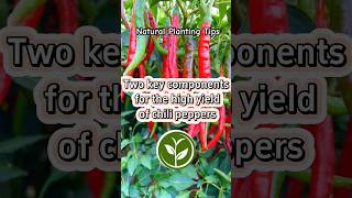 Two key components for the high yield of chili peppers shortvideo plants youtubeshorts video [upl. by Mooney]