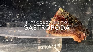 Introduction to Gastropoda [upl. by Harper]