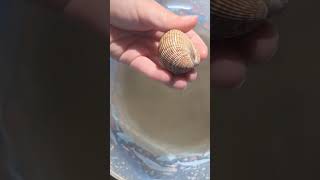 Busy Bivalves  Padre Island Life Shorts LearnwithUs STEAMfamilyfun Bivalve Clam [upl. by Hpejsoj]