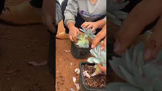 Technique decoration succulent plant shortvideo indoorgardening garden houseplants nature [upl. by Tyree211]