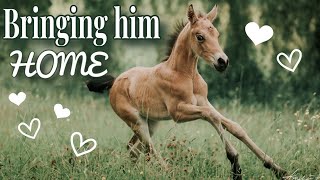 BRING MY TINY FOAL HOME  NEW HORSE BOX [upl. by Ahsiemak]