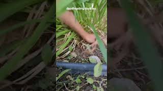 Deadheading daylilies plant daylily howto nature naturelovers asmr gardening tips cats [upl. by Diamante87]