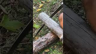 bushcraft build camp camping survival shelter wildlife skills lifehacks forest [upl. by Alaster170]