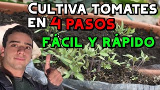 COMO CULTIVAR TOMATE desde cero en 4 PASOS [upl. by Atinram205]