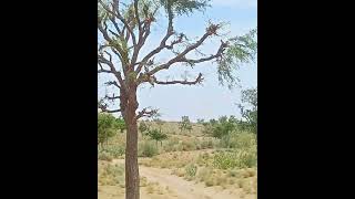 Prosopis Cineraria plants nature [upl. by Yeltnerb]