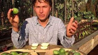 Harvesting Feijoa aka Pineapple Guava and Garden Taste Tests [upl. by Eissac688]