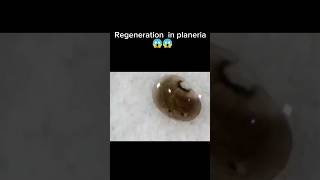 How regeneration in planaria occurred shortsfeed planeria regeneration shorts youtubeshorts [upl. by Leba197]