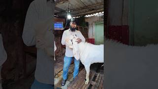 Jahnasheen Hyderabadi Goat Breed Line Waheed Bhai [upl. by Tenner999]