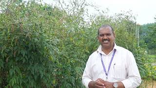 Foliar Nutriion in Redgram  ತೊಗರಿಯಲ್ಲಿ ಎಲೆಗಳ ಮೇಲೆ ಪೋಷಣೆ Dr Atheekur Rahman [upl. by Erline]